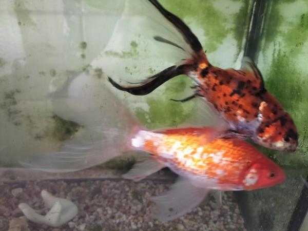 Image 5 of Two FREE goldfish, no need to buy