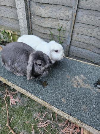 Image 7 of Bonded male and female rabbits