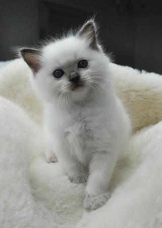 Image 14 of Ragdoll Kittens (GCCF REGISTERED AND FULLY HEALTH TESTED)