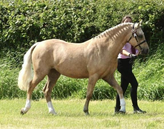 Image 2 of Stunning welsh part bred 4 yr old palomino
