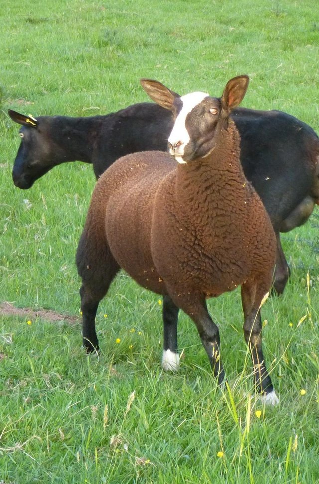 Preview of the first image of Zwartble s MVacc well bred pedigree Redgate ewe lambs.