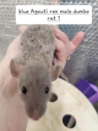 Image 8 of Extremely friendly baby rats ready 19th April