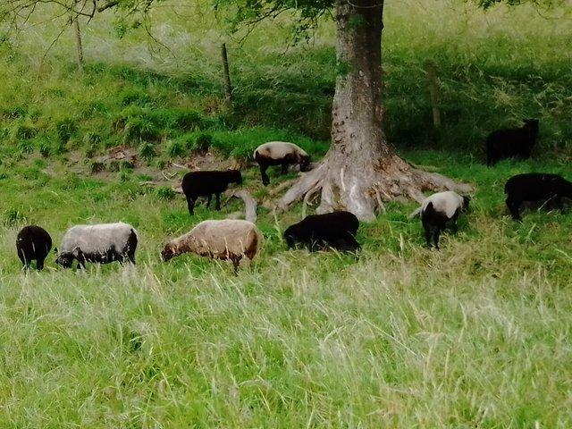 Preview of the first image of Pedigree Shetland Sheep Starter Flocks.