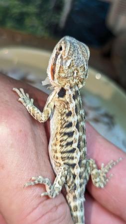 Image 3 of Baby bearded dragons first come first serve