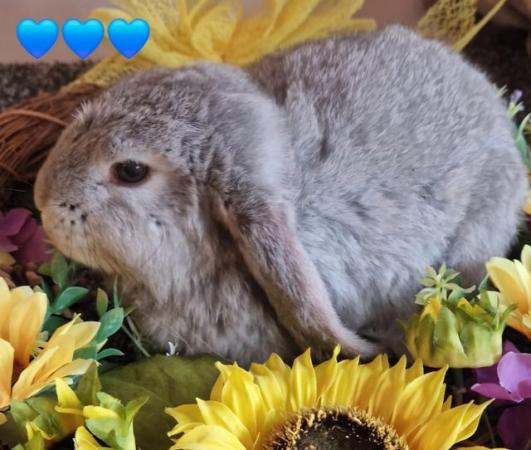 Image 1 of Beautiful French Lops for forever homes