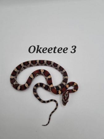 Image 2 of Okeetee het amel corn snakes ready now