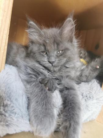 Image 3 of Maine Coon kittens. Registered. Health tested