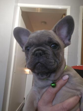 Image 26 of KC Registered French Bulldog Puppies 2 left