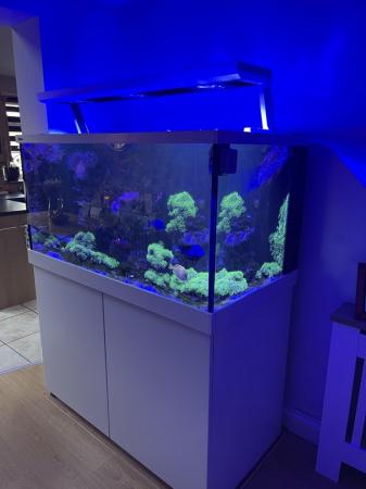 Image 3 of Red Sea nano tank and s-max 500 tank with all equipment