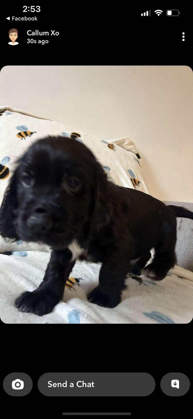 Preview of the first image of Black Male Cocker Spaniel Puppies.