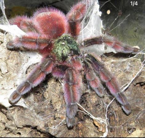 Image 2 of Tarantula collection-list looking for new home