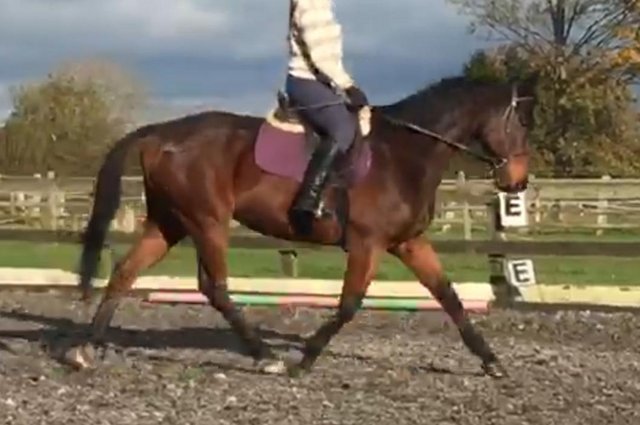 Preview of the first image of SOLD 15.3hh quiet happy hacker..