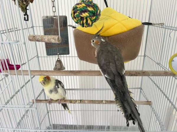 Image 6 of Two Lovely Cockatiel to rehome
