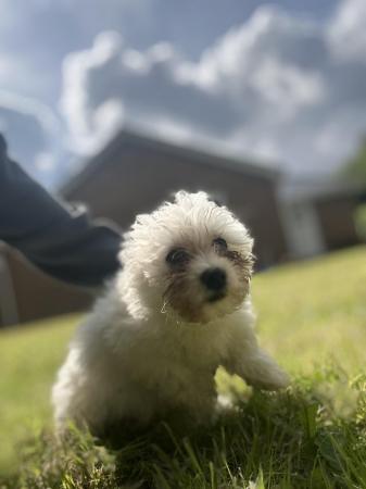 Image 11 of 2 boy Maltese pups for sale