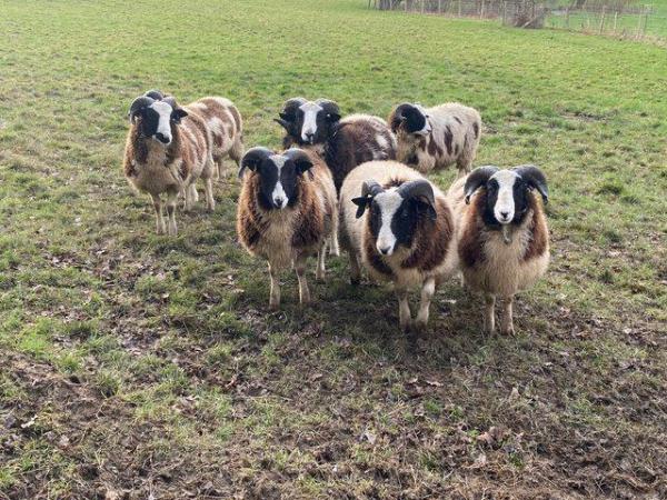 Image 1 of Pedigree ram lambs Kent prize winners