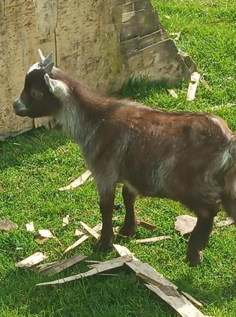 Image 1 of Pygmy castrated billy goats born January