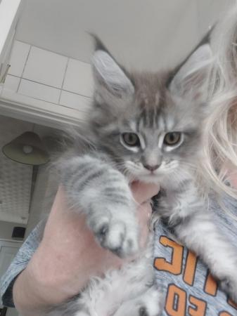 Image 6 of Maine coon kittens for sale.full pedigree
