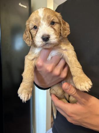 Image 33 of Cockapoo puppies- last pup available- now reduced
