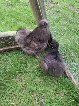 Image 3 of Pure black silkie hatching eggs and chicks!!!