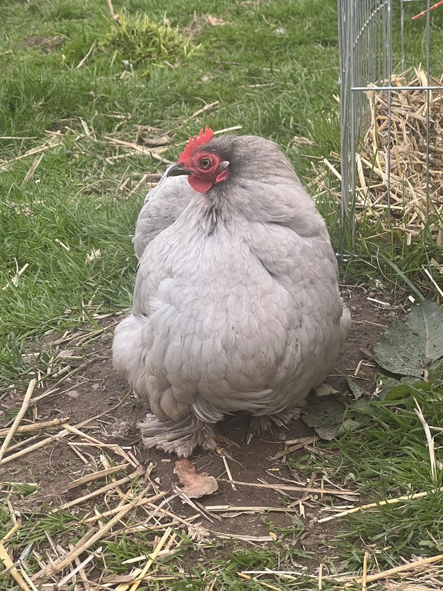 Preview of the first image of Bantam chicks (pure pekin and pekin x silkie).
