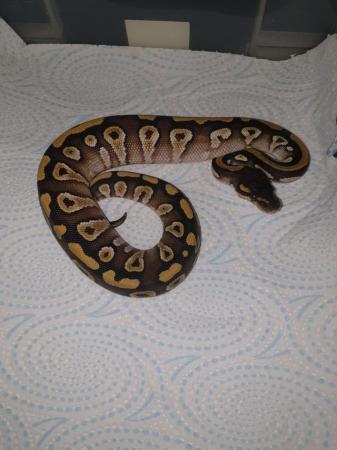 Image 3 of Royal pythons ready for homes normal female and others