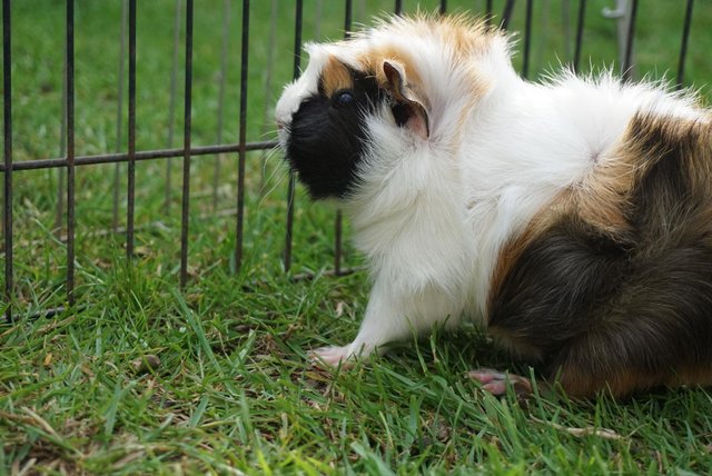 Image 4 of Baby guinea pigs ready now male