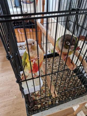 Image 3 of Lovely and healthy Conures for sale