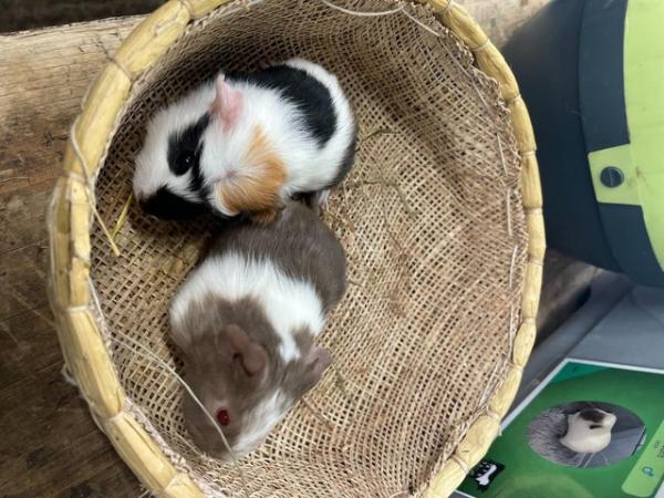Image 1 of California cross Guinea Pig Pups for rehoming