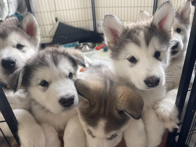 Preview of the first image of 3 LEFT! - 8 Weeks old Alaskan Malamute Puppies with Pedigree.