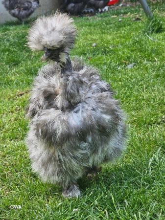 Image 11 of SHOWGIRL/SILKIE fertile hatching eggs