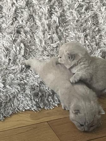 Image 3 of British short hair pedigree kittens for sale