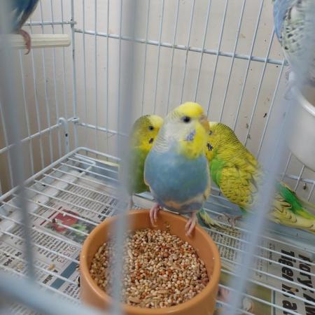 Image 2 of Gorgeous baby budgies for sale