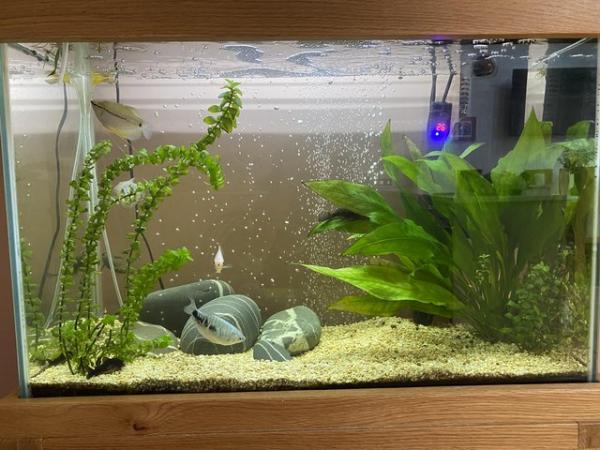 Image 4 of Oak fish tank with fish and accessories