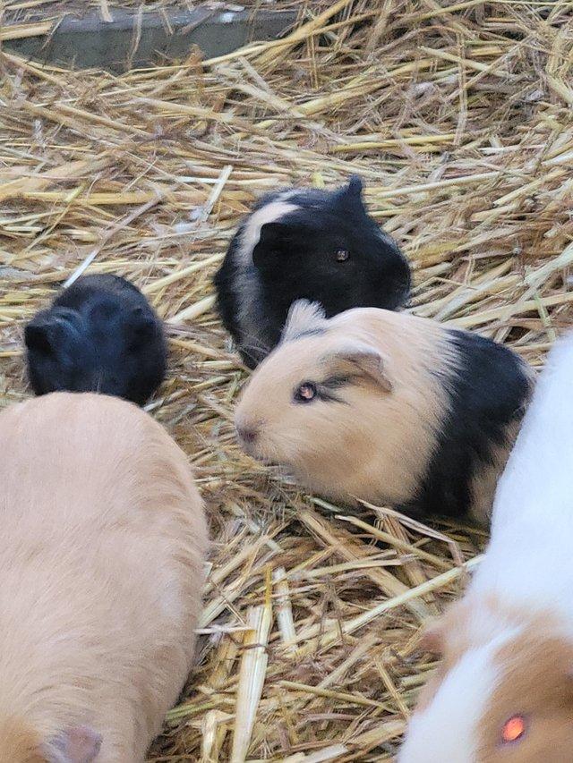 Preview of the first image of Baby Guinea pigs looking for new postcode.