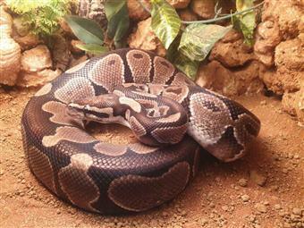 Image 5 of Adult Normal Royal Pythons For Sale