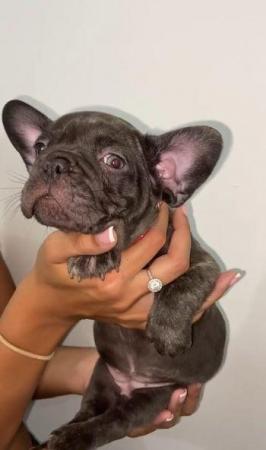 Image 6 of French Bulldog Puppies ready to go now