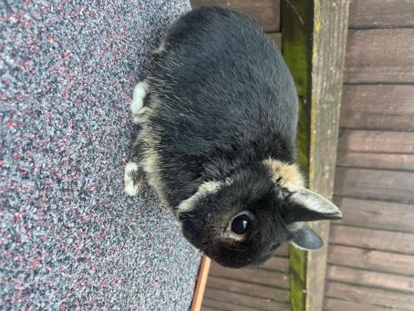 Image 5 of Male Netherland Dwarf Rabbit For sale