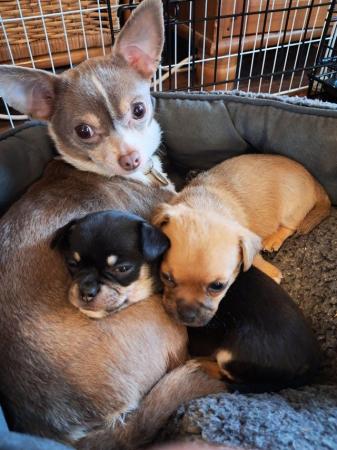 Image 3 of Two chihuahua pups 12 weeks old Manchester