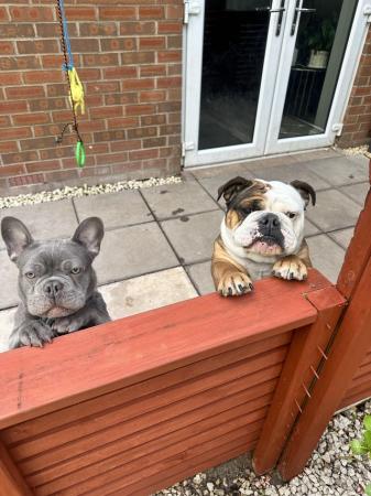 Image 1 of Blue French bulldog male 8 months old