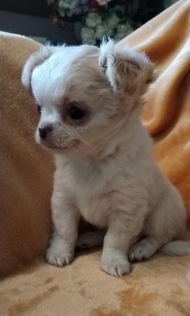 Image 9 of Puppy chihuahuas so loving and playful