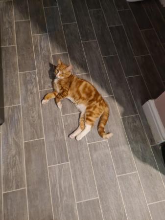 Image 3 of 11 month old Ginger Domestic Shorthair Male Cat