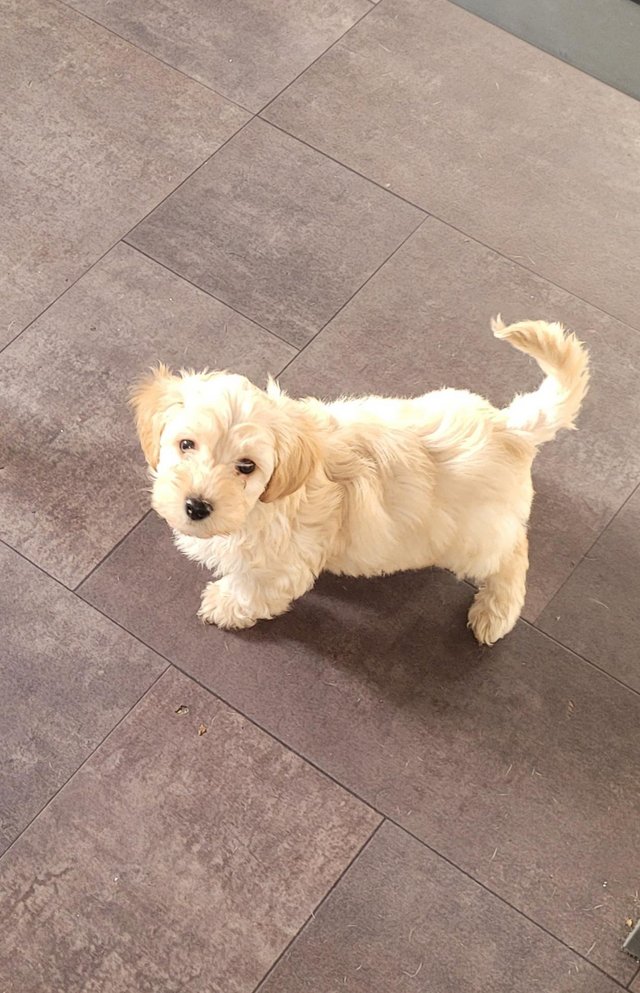 Preview of the first image of Only 1 beautiful cockapoo puppie left looking forever home.