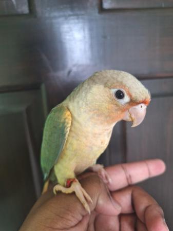 Image 1 of Hand reared turquoise pineapple green cheek conure - Male