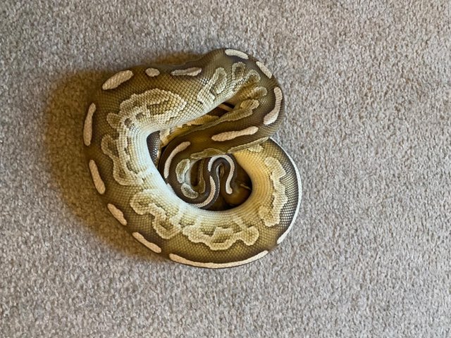 Preview of the first image of Ball pythons for rehome Plymouth.