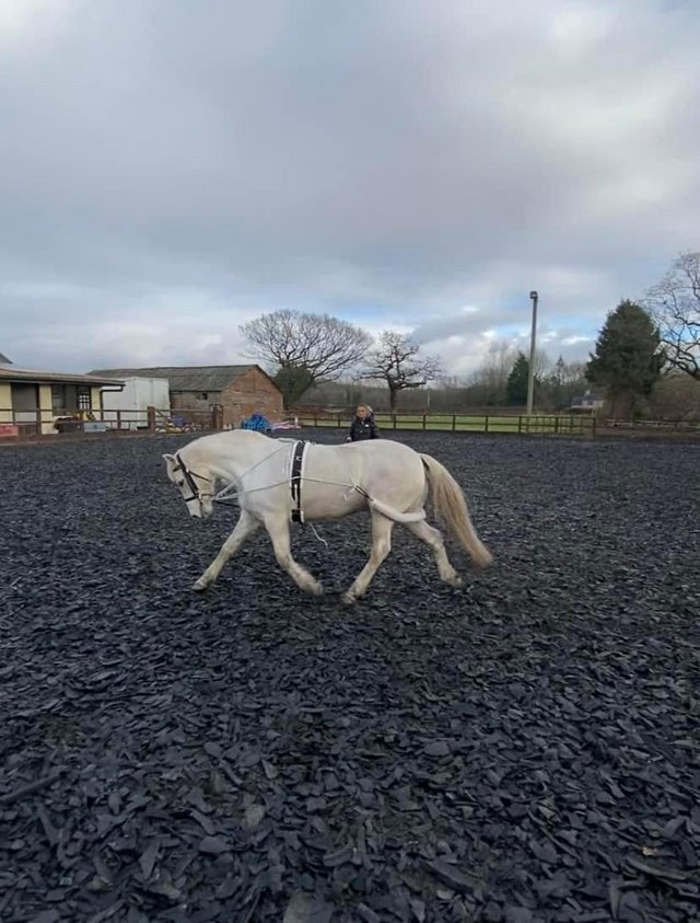 Preview of the first image of Connemara mare for part loan in Astley.
