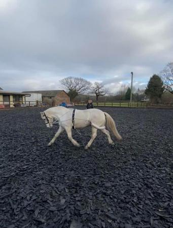 Image 1 of Connemara mare for part loan in Astley