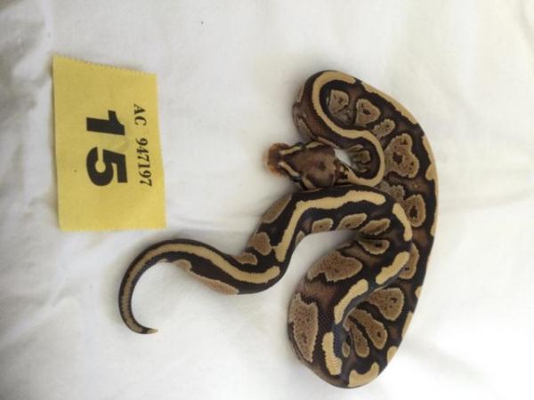 Image 3 of Pastel Fire pos cinnamon baby royal python - female