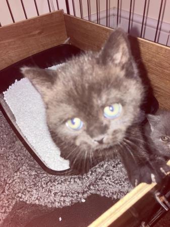 Image 4 of Unique chocolate British blue kitten boy