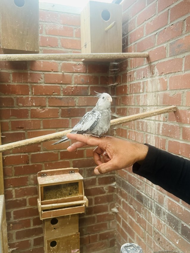 Preview of the first image of Cockatiels for Sale in Boston.