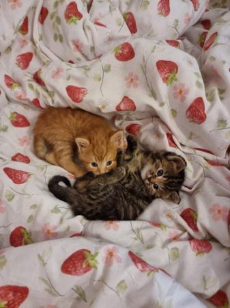 Image 5 of 5-week old beautiful tabby kittens.